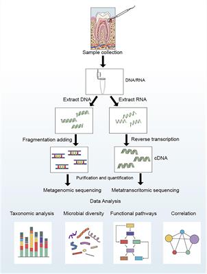 Metagenomic and Metatranscriptomic Insight Into Oral Biofilms in Periodontitis and Related Systemic Diseases